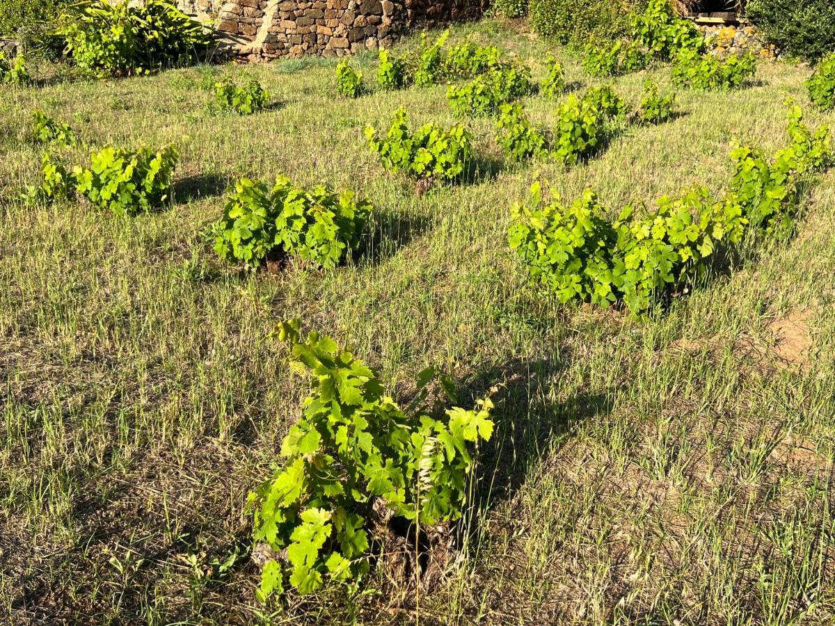 Dammuso I Pini Di Kaddiuggia Villa Campobello Ngoại thất bức ảnh